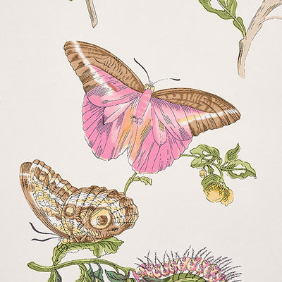 SCHUMACHER WALLCOVERING -BAUDIN BUTTERFLY-5010690