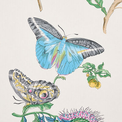 Schumacher Wallcovering -BAUDIN BUTTERFLY-5010691