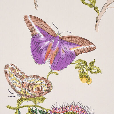 Schumacher Wallcovering -BAUDIN BUTTERFLY-5010692