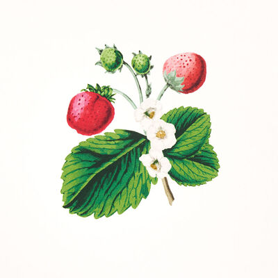 Schumacher Wallcovering -STRAWBERRY HILL-5014320
