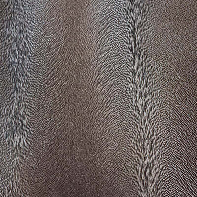 Robert Allen Fabrics Fabrics -ALGONQUIN | SAND