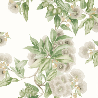 Anna French wallcovering, Camellia Garden pattern , Spring , White color, Floral style type , pattern number  AT24551