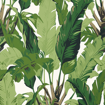 Thibaut Design wallcovering, Travelers Palm pattern , Sage color, Leaves,Tropical style type , pattern number  T10127