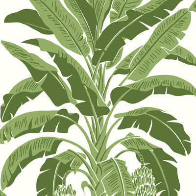 Thibaut Design wallcovering, Banana Tree pattern , Green , Blue color, Leaves,Novelty,Tropical style type , pattern number  T13914