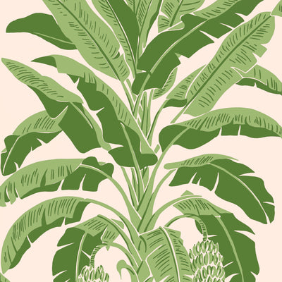 Thibaut Design wallcovering, Banana Tree pattern , Blush color, Leaves,Novelty,Tropical style type , pattern number  T13917