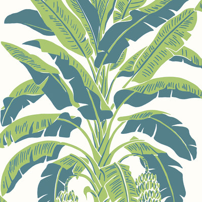 Thibaut Design wallcovering, Banana Tree pattern , Green color, Leaves,Novelty,Tropical style type , pattern number  T13918