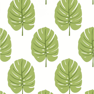 Thibaut Design wallcovering, Monstera pattern , Green color, Leaves,Tropical style type , pattern number  T13955