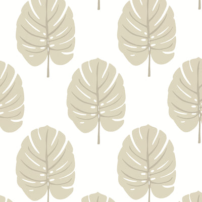 Thibaut Design wallcovering, Monstera pattern , Beige color, Leaves,Tropical style type , pattern number  T13956